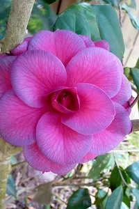 The Entacloo Camphor Plant CAMELLIA FLOWER PLANTS (PURPLE)-thumb1