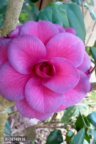 The Entacloo Camphor Plant CAMELLIA FLOWER PLANTS (PURPLE)-thumb2