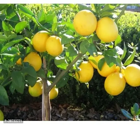 The Entacloo Lemon Plant Seedless lemons plants-thumb0