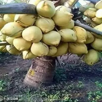 The Entacloo Coconut Plant Rumani Coconut Hybrid Plant For Outdoor Garden-thumb0