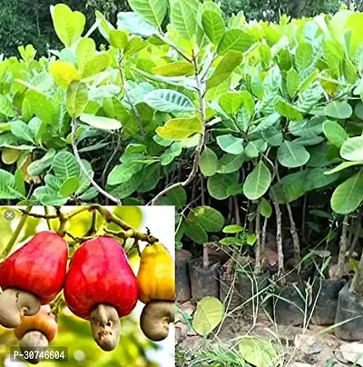 The Entacloo Cashew Plant CASHEW PLANTS HU-thumb0