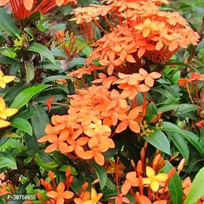 The Entacloo Geranium Plant Rambler Ixora Plant-thumb0