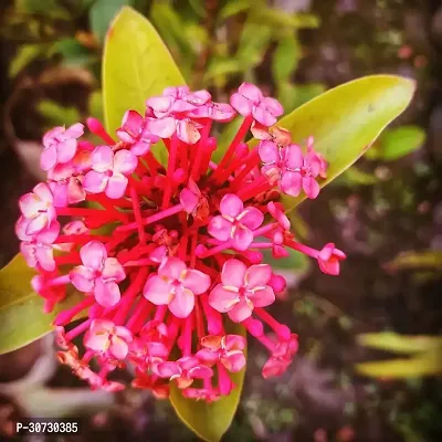 The Entacloo Trothic IxoraChethi Plant Trothic Ixora Chethi Red Plant Live Flower Disha-999234-thumb0