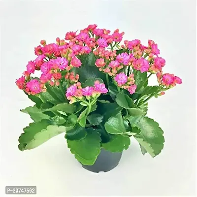 The Entacloo Kalanchoe Plant kalanchoe plant 7014-thumb0