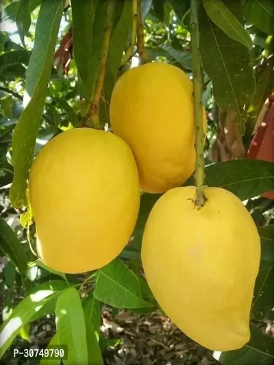 The Entacloo Mango Plant Gold Nugget Mango Plants Hybrid and Dwarf Variant-thumb0