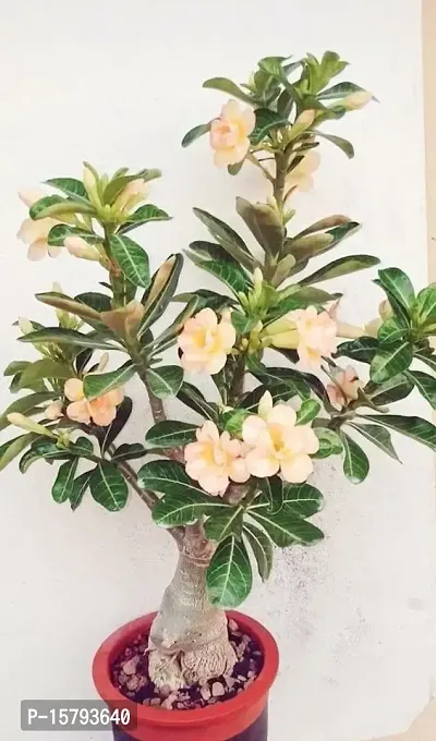 The Entacloo Adenium Plant (LV-368)