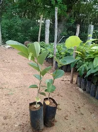 The Entacloo Red Sandalwood Plant Red and White Sandalwood-thumb1