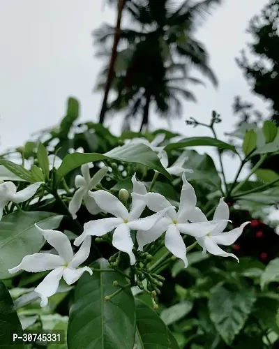 The Entacloo Jasmine Plant Jasmine Crepe Jasmine Chinese Tagor Night Blooming Jasmine Plant Disha00017111999-thumb0