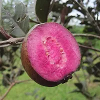 The Entacloo Guava Plant Malaysian Red Guava Plant-thumb2