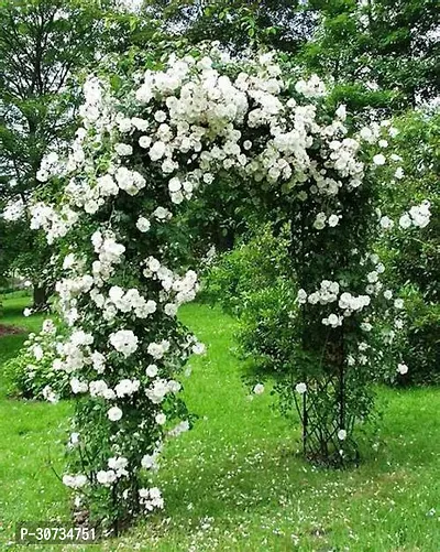 The Entacloo Rose Plant Creeper White Rose plant CZV81-thumb2