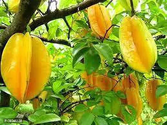 The Entacloo Star Fruit Carambola Grafted Plant Star Fruit live Plant(Hybrid Pack of 1)-thumb0