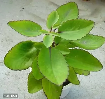 The Entacloo Bryophyllum PinnatumPatharchatta Plant Pathar Chatta Plant (1 Foot)-thumb0