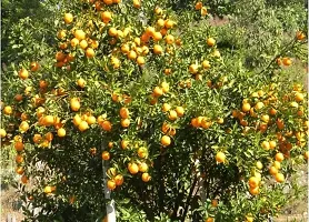 The Entacloo Lemon Plant Darjeeling Orange Variety Grafted Fruit Live PlantsTree(11.5 Ft Size)-thumb2