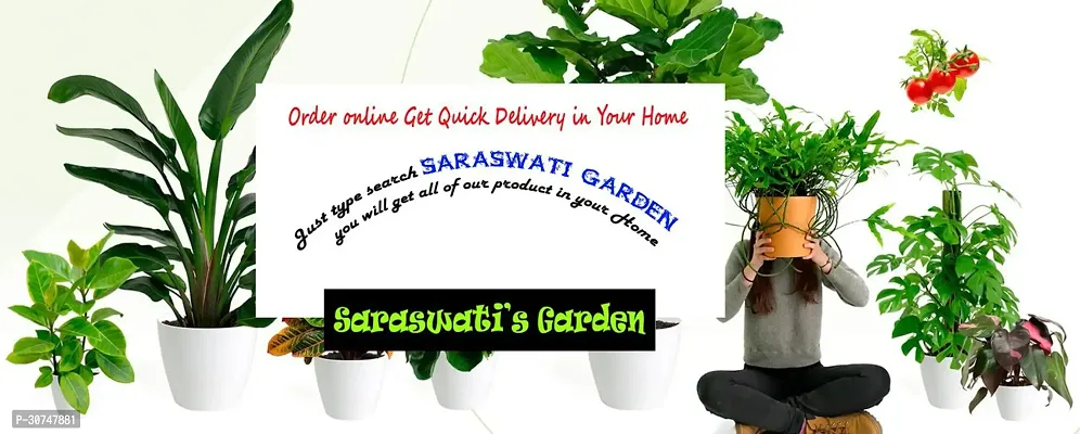 The Entacloo Hibiscus Plant Saraswati Gardens White Flower Hibiscus (Chembarathi) Plant (Live Plant. Variety Chembarathi)-thumb2