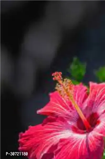 The Entacloo Hibiscus Plant HIBISCUS A14-thumb0