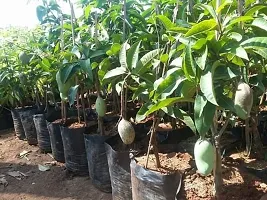 The Entacloo Mango Plant All Time Mango plant Thai Hybrid Variety-thumb2