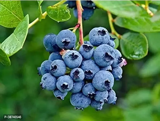 The Entacloo Grape Plant VGRare Hybrid Bush Blueberry Fruit Plant-thumb0