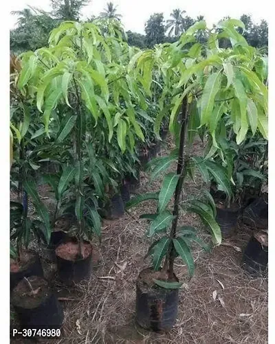 The Entacloo Mango Plant Fazli Hybrid Mango Plant56-thumb0