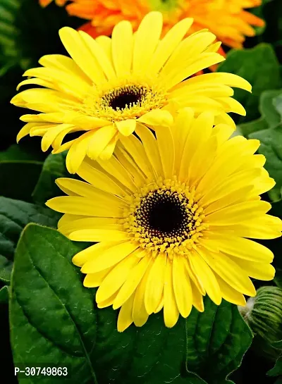 The Entacloo Gerbera Plant Yellow Gerbera Plant-thumb0