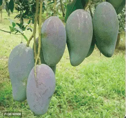 The Entacloo Mango Plant Mango(Model nameArka puneet) plant-thumb0