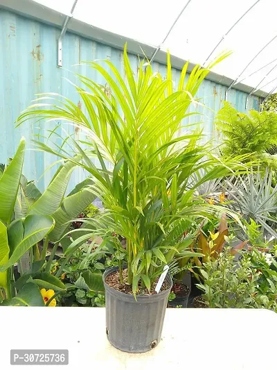 The Entacloo Areca Palm Areca Palm Plant B3-thumb0