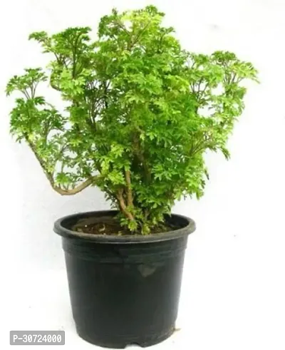 The Entacloo Aralia Plant Aralia Plant-16-thumb0