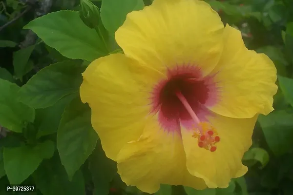 The Entacloo Hibiscus Plant ht yellow hibiscus plant 10-thumb2