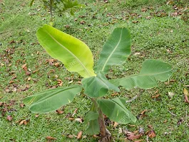 The Entacloo Banana Plant BANANA PLANT PPUU-thumb1