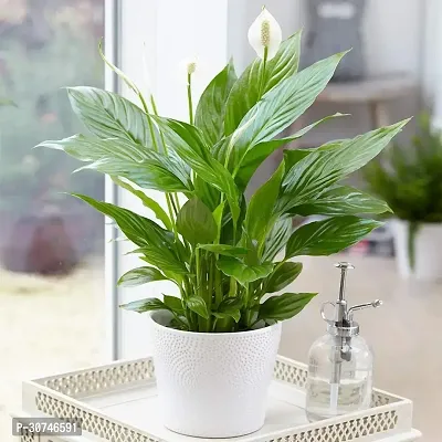 The Entacloo Peace Lily Plant Peace Lily Plant C 01-thumb0