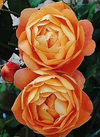 The Entacloo Rose Plant Light orange-thumb1