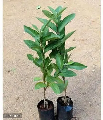 The Entacloo Guava Plant Thai 5 Guava (Grafted) Plant66-thumb0