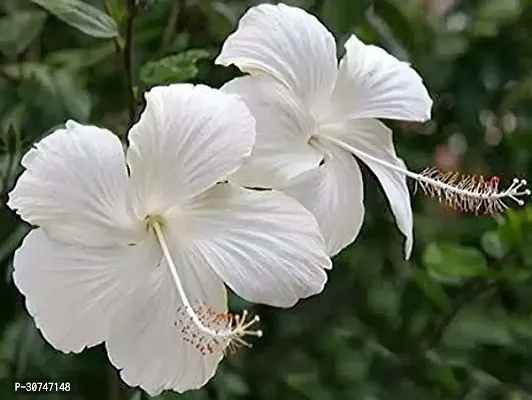 The Entacloo Hibiscus Plant Saraswati Gardens White Flower Hibiscus (Chembarathi) Plant (Live Plant. Variety Chembarathi)-thumb0