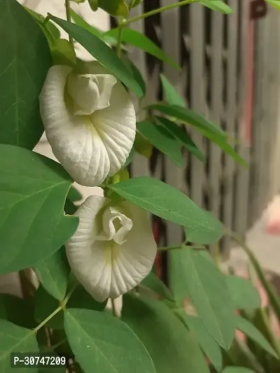 The Entacloo Aparajita Butterfly Pea Plant _CF84983-thumb0