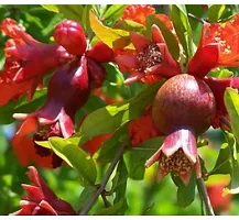 The Entacloo Pomegranate Plant Pomegranate Ruby Hybrid Fruit (Air layeredGrafted) Live PlantsTree (1.52 Ft Size)-thumb2