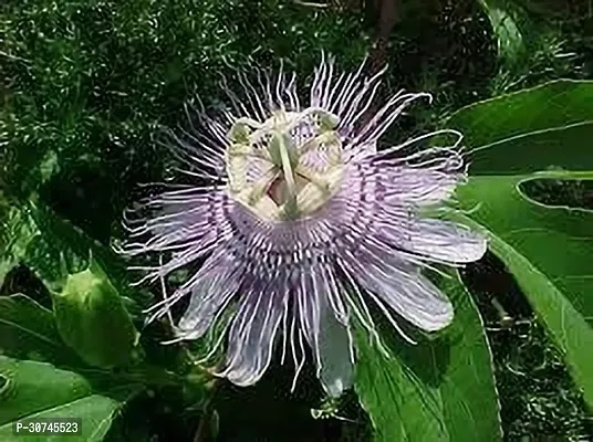 The Entacloo Passion Plant PASSION FLOWER WWM-thumb0