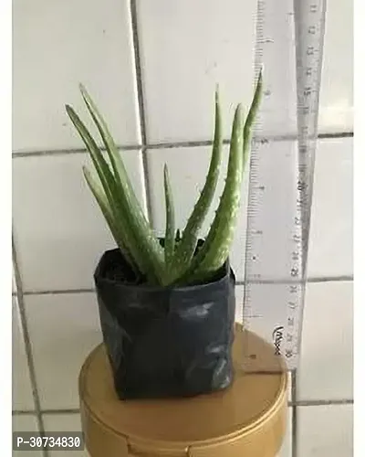 The Entacloo Aloe Vera Plant 1E111-thumb0