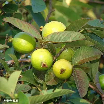 The Entacloo Guava Plant China White Guava-thumb0