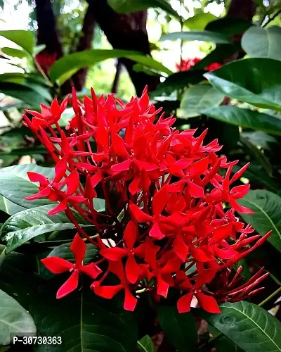 The Entacloo Trothic IxoraChethi Plant Ixora Chethi Red Plant Live Flower Disha-999205-thumb0