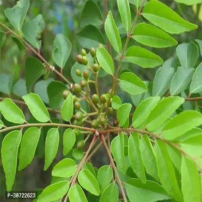 The Entacloo Curry Leaf Plant Curry patta pack or 1 with pot-thumb2