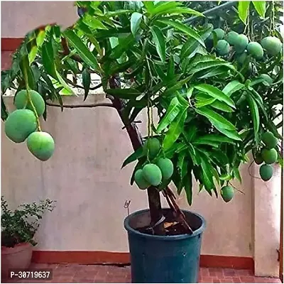 The Entacloo Mango Plant B-21-thumb0