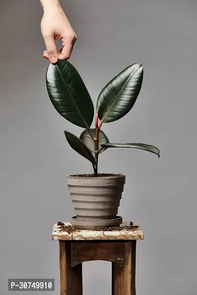 The Entacloo Rubber Tree Live Rubber Plant for Indoor Home DecorationAir Purification v66-thumb0