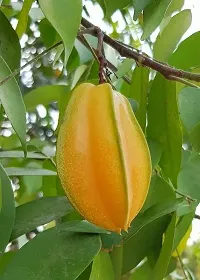 The Entacloo Star Fruit Carambola Grafted Plant Dwarfs-thumb2