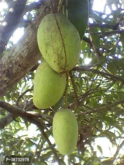 The Entacloo Mango Plant Chandra Mallika Live Grafted Mango Plant CM 2-thumb0