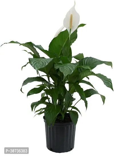 The Entacloo Peace Lily Plant Peace Lily Flower Plant P13-thumb0