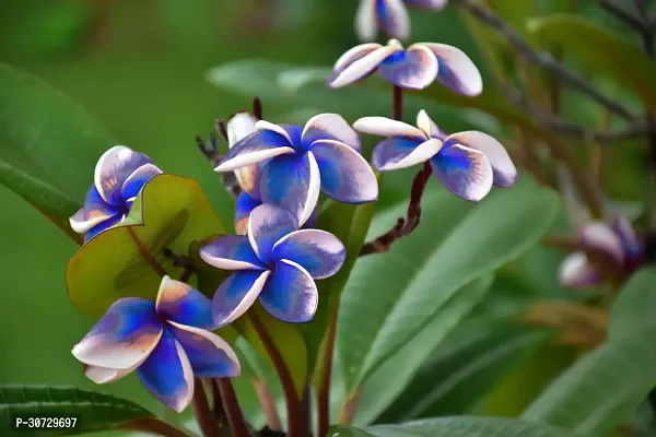 The Entacloo Plumeria Plant Blue PlumeriaFrangipani flowerchampakathchapawood champa flower plant-thumb0