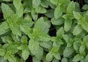 The Entacloo Mint Plant MINT PLANT BFR-thumb2