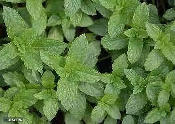 The Entacloo Mint Plant MINT PLANT BFR-thumb3