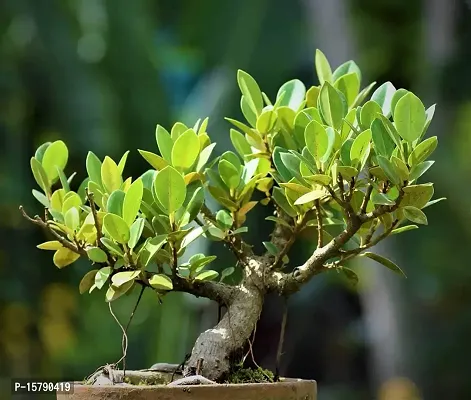 The Entacloo Chinese banyan/Malayan banyan/Indian laurel/ficus/curtain fig for good bonsai plant