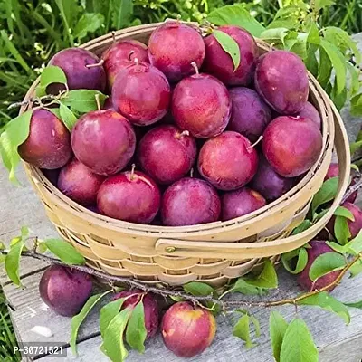 The Entacloo Aloo BukharaPlum Plant ALOO BUKHARA PLANT-thumb0