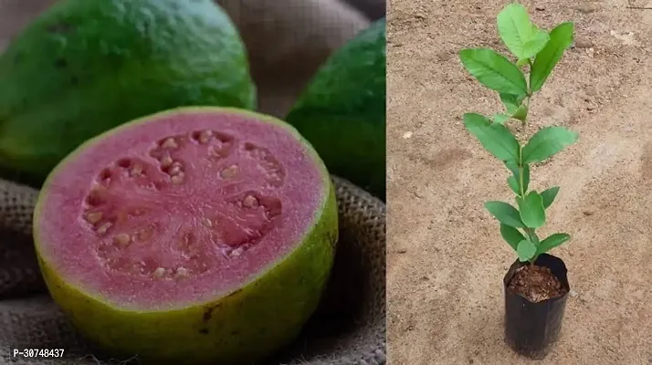 The Entacloo Guava Plant Guava Fruit Live Plant-thumb0